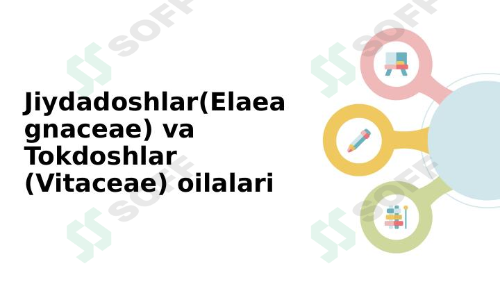 Jiydadoshlar(Elaeagnaceae) va Tokdoshlar (Vitaceae) oilalari