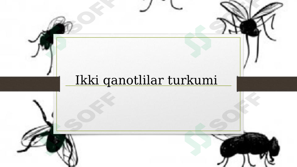 Ikki qanotlilar turkumi haqida.