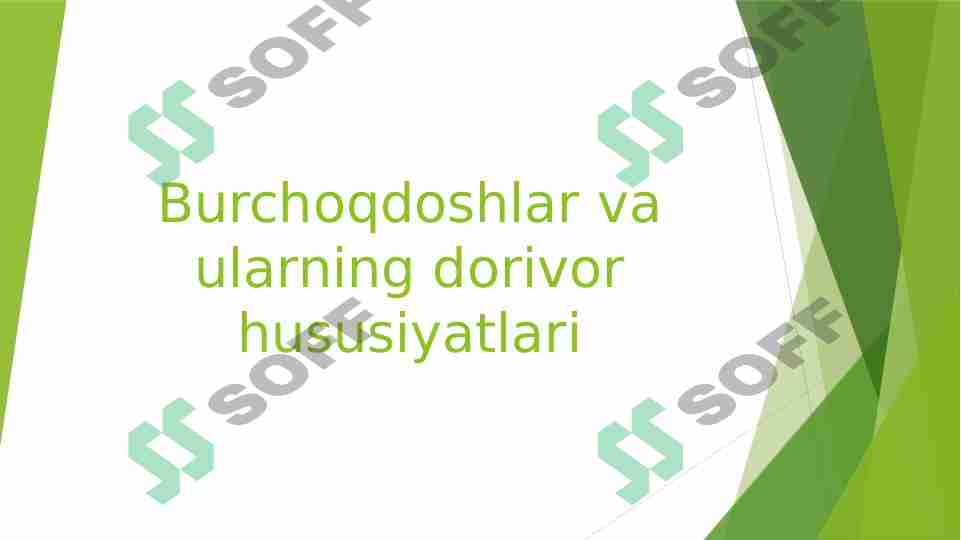 Burchoqdoshlar va ularning dorivor hususiyatlari