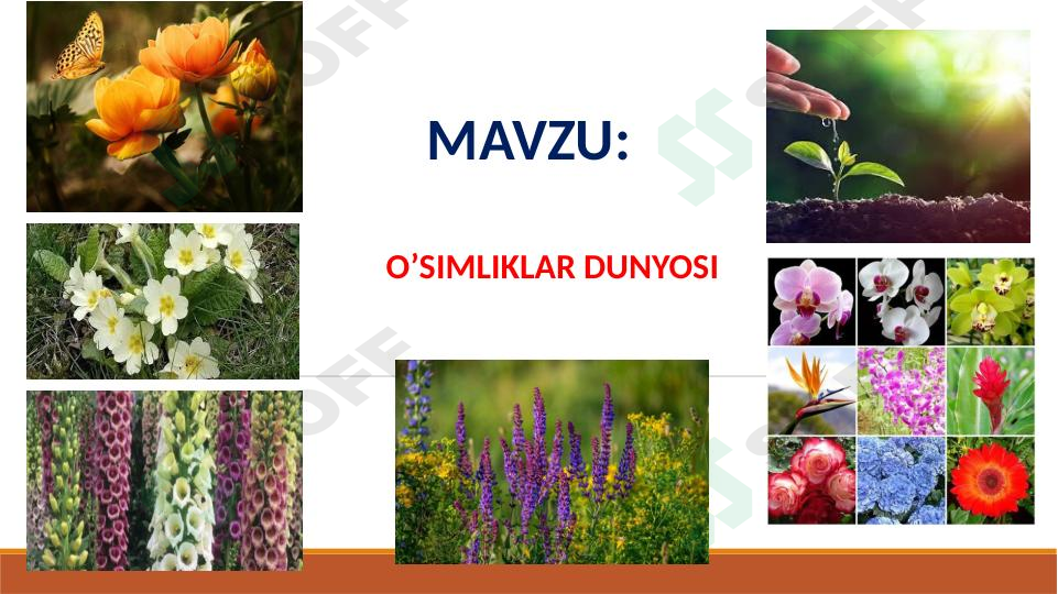 O’SIMLIKLAR DUNYOSI