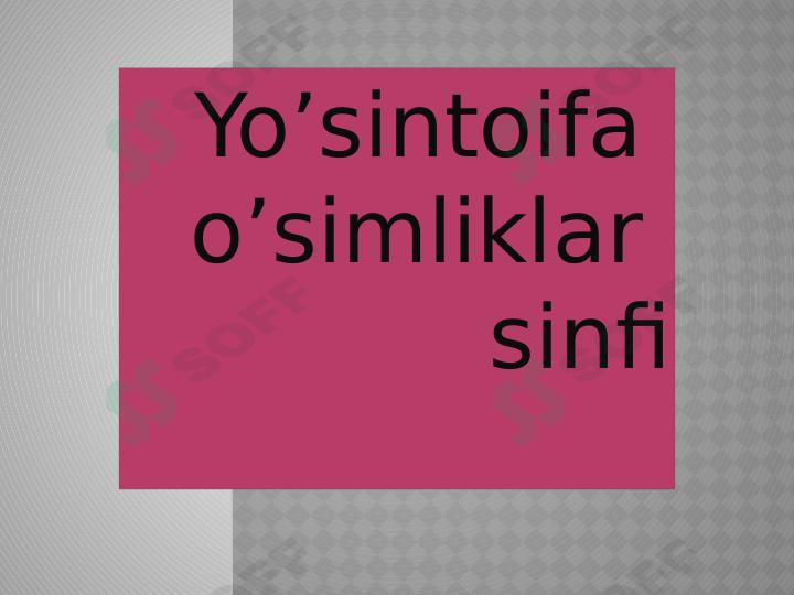 Yoʻsintoifa  sinfi