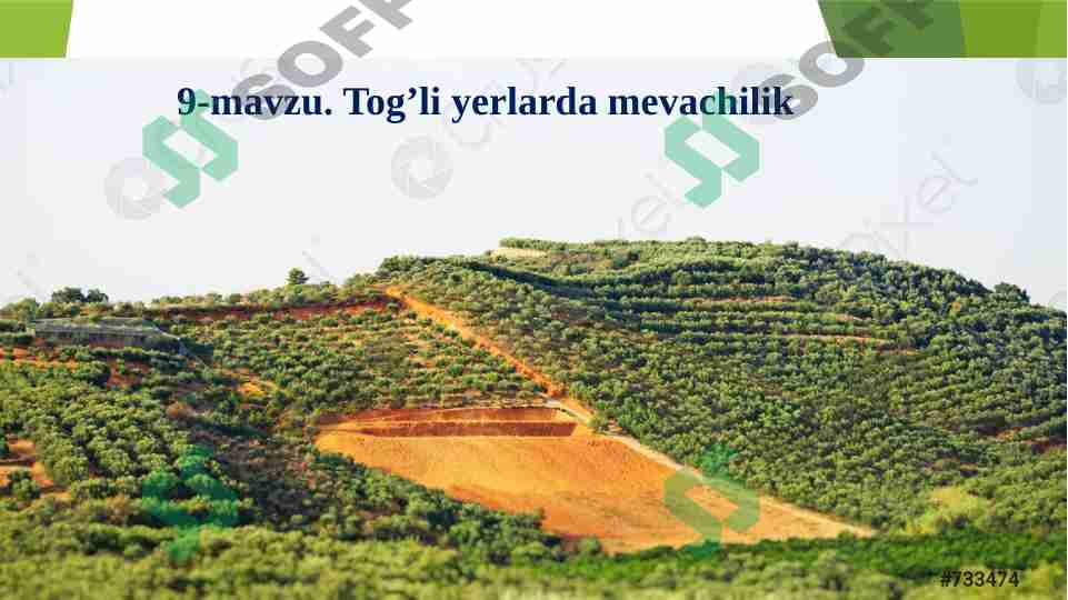 Tog’li yerlarda mevachilik