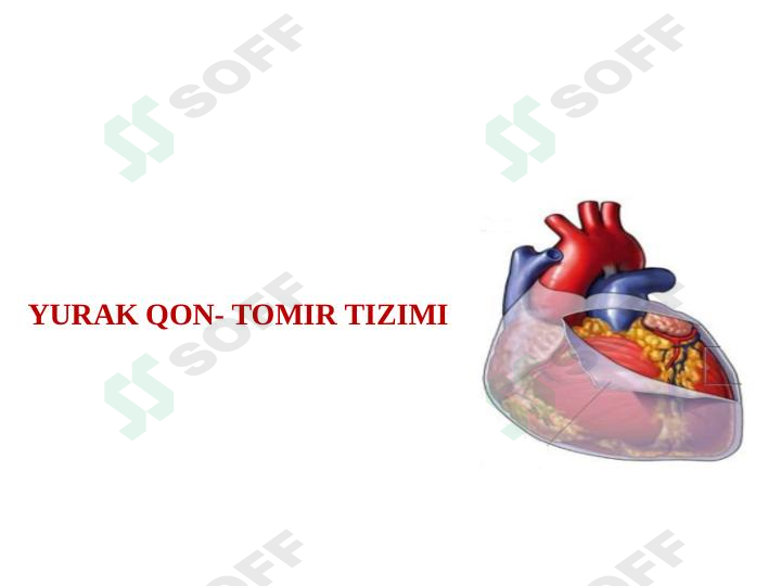 Yurak qon tomir tizimi