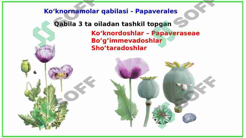 Ko‘knornamolar qabilasi - Papaverales