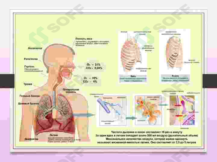 sellerImage