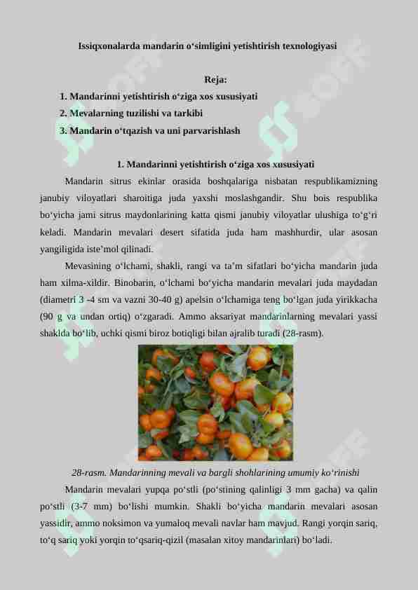 Issiqxonalarda mandarin o‘simligini yetishtirish texnologiyasi