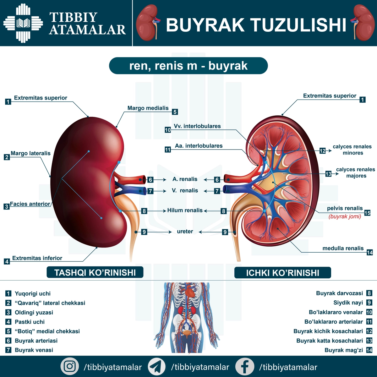Insun buyragi anatomiyasi haqida infografik poster. Ren, Renis