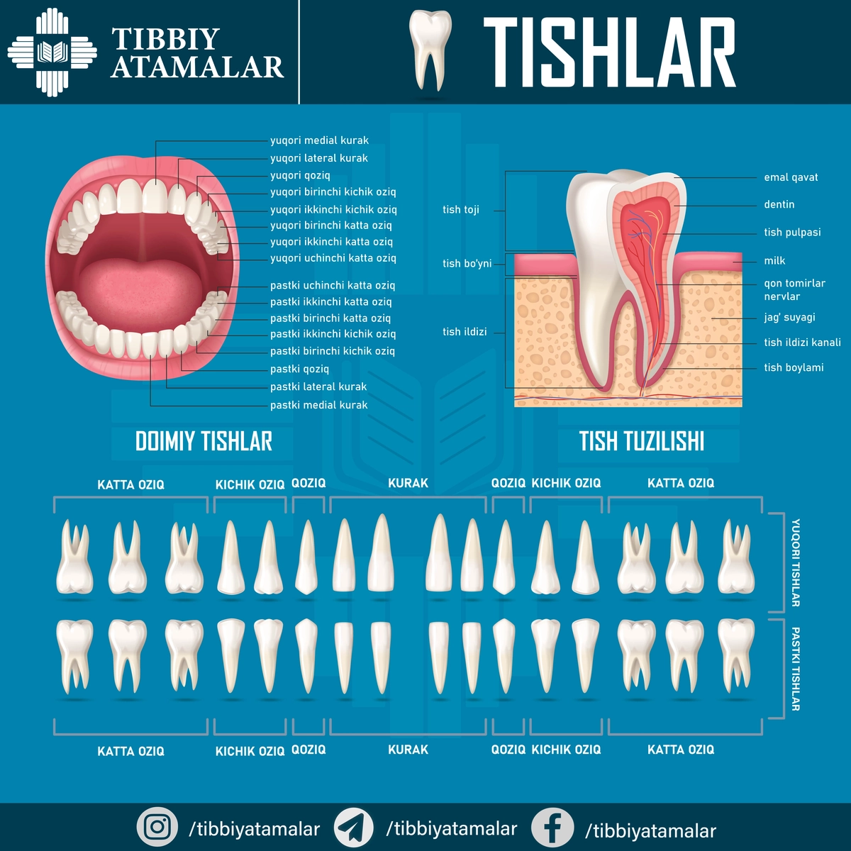 Insonning doimiy tishlari anatomiyasi – ta’limiy poster (AI + JPG)