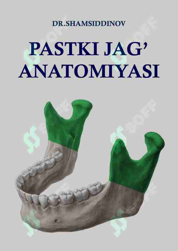 PASTKI JAG' ANATOMIYASI