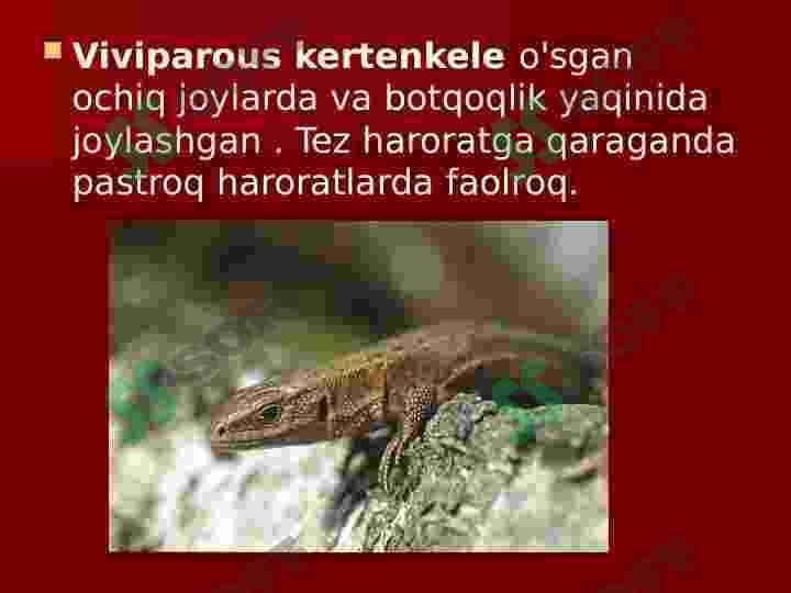 sellerImage