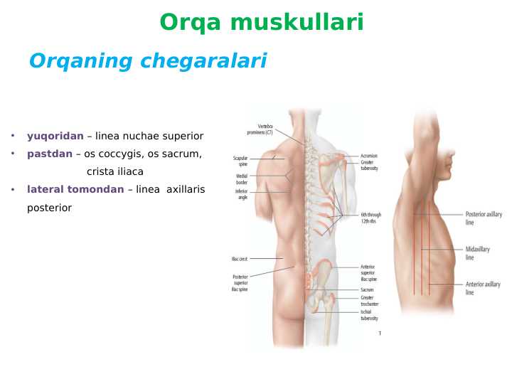 Orqa muskullari
