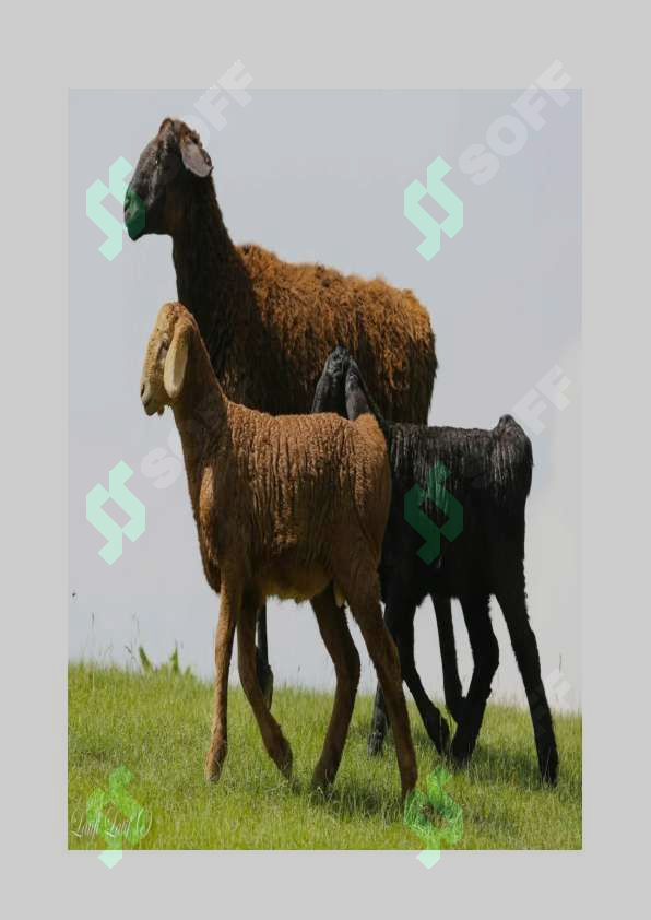 sellerImage