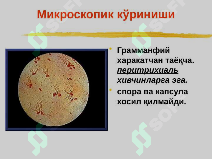 sellerImage