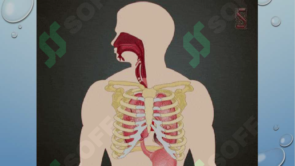 sellerImage