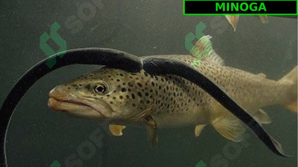 sellerImage