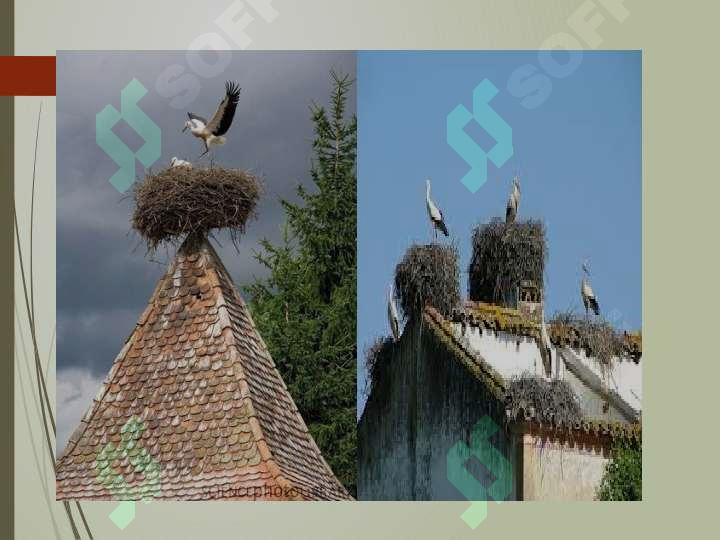 sellerImage