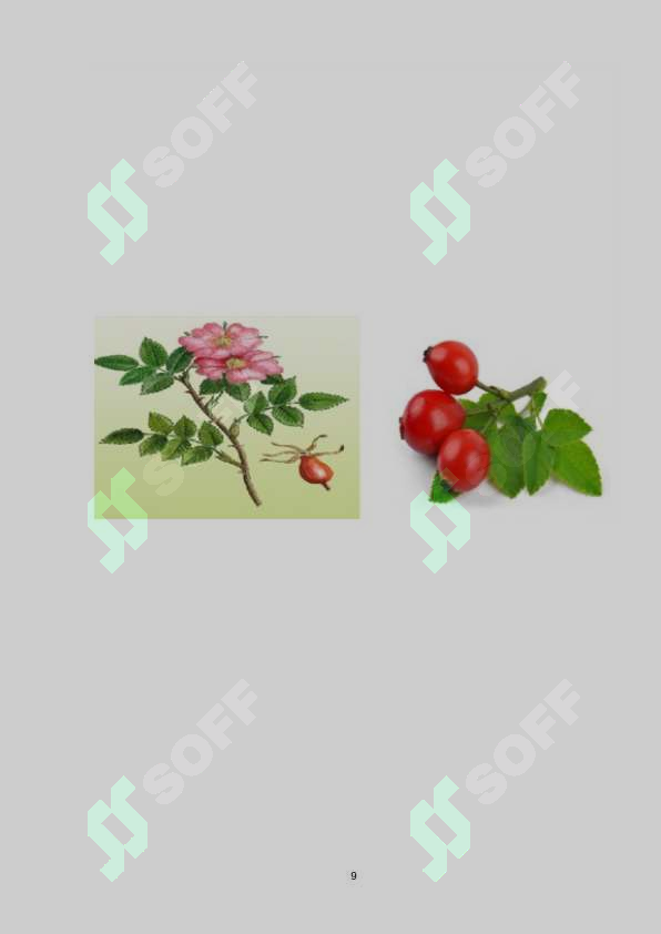 sellerImage