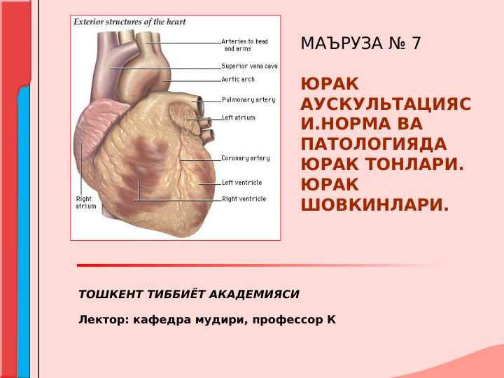 Yurak auskultatsiyasi . Norma va patologiyada yurak tonlari . Yurak shovqinlari