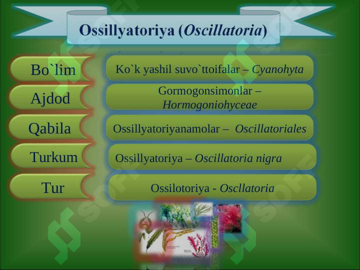 O`zbekiston suvo`tlari. SUVO`TLAR VA ULARNING KLASSIFIKATSIYASI