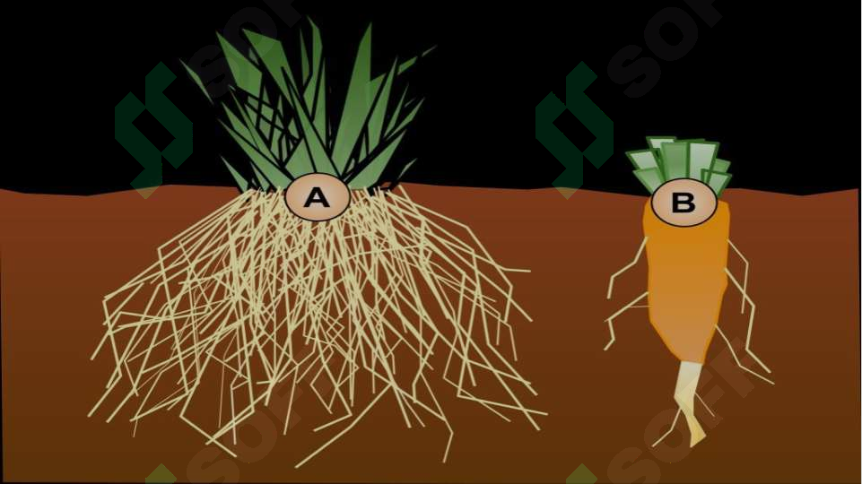 sellerImage