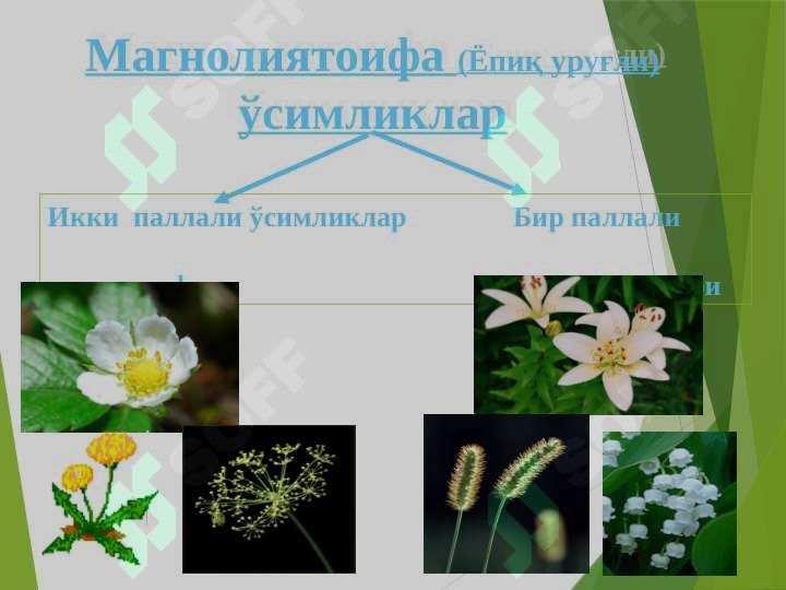 sellerImage