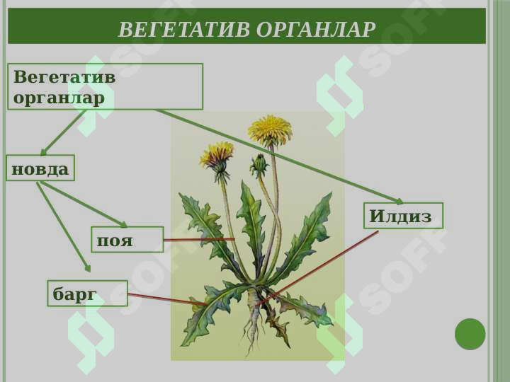 sellerImage