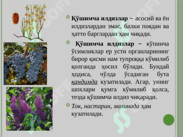 sellerImage