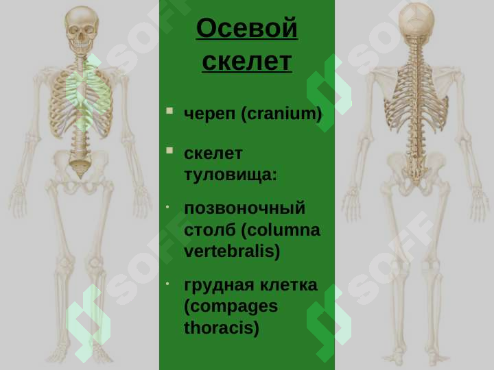 sellerImage