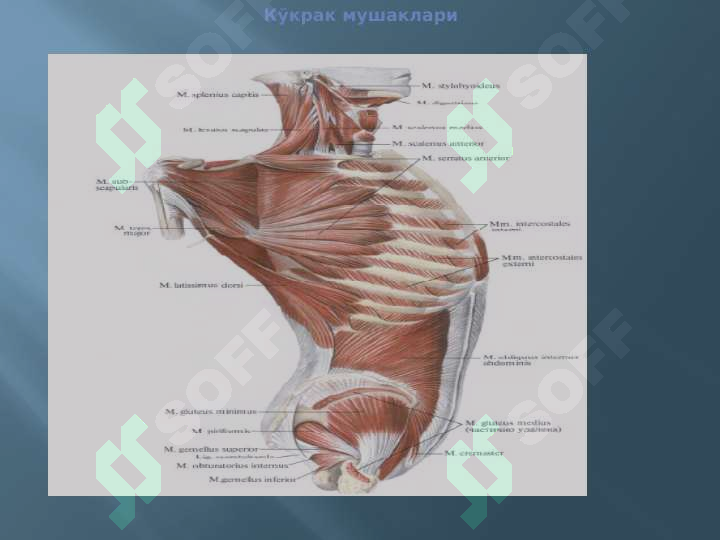 sellerImage
