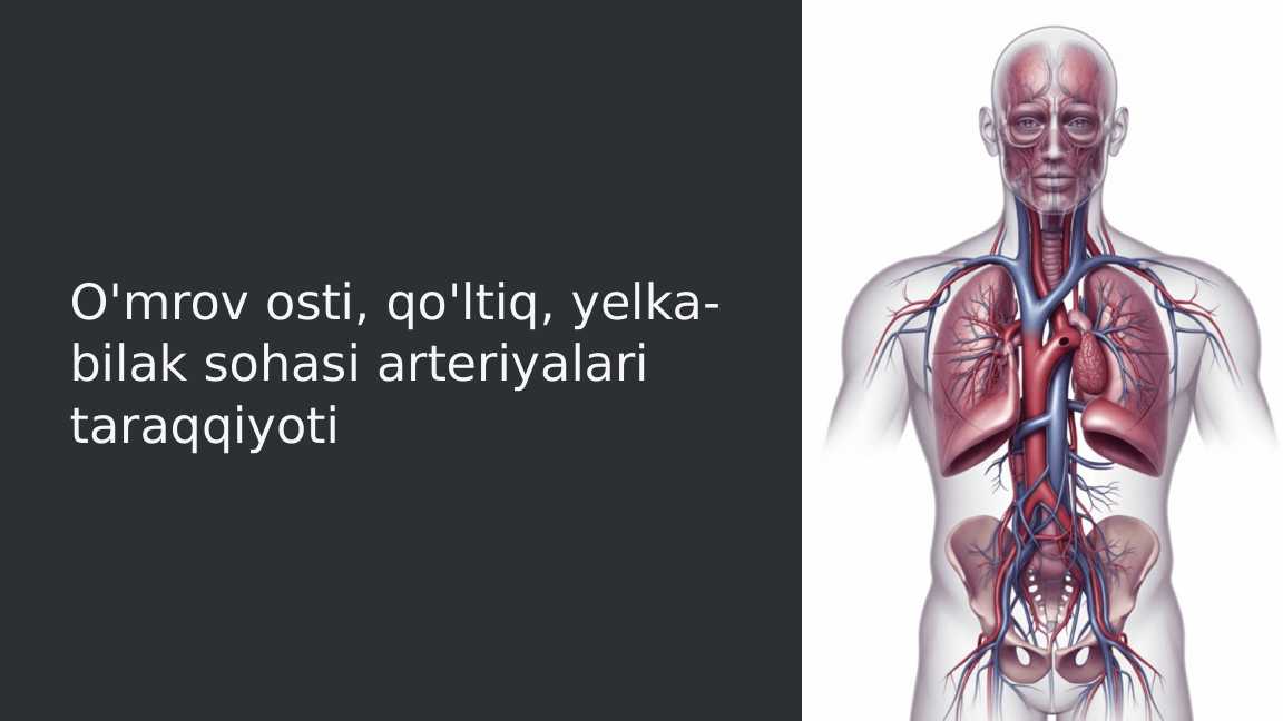 O'mrov osti, qo'ltiq, yelka-bilak sohasi arteriyalari taraqqiyoti