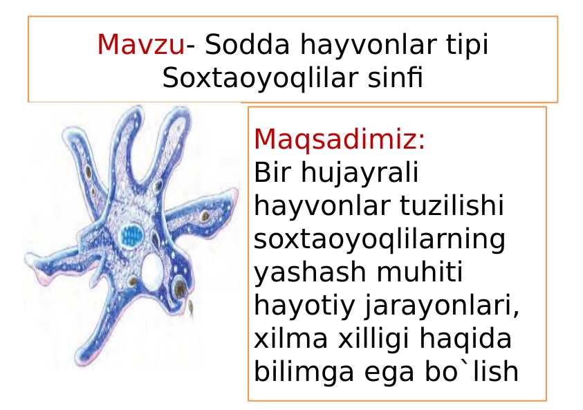 Sodda hayvonlar tipi Soxtaoyoqlilar sinfi