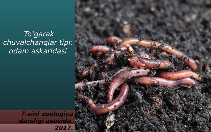 SUYAKLI BALIQLAR SINFI