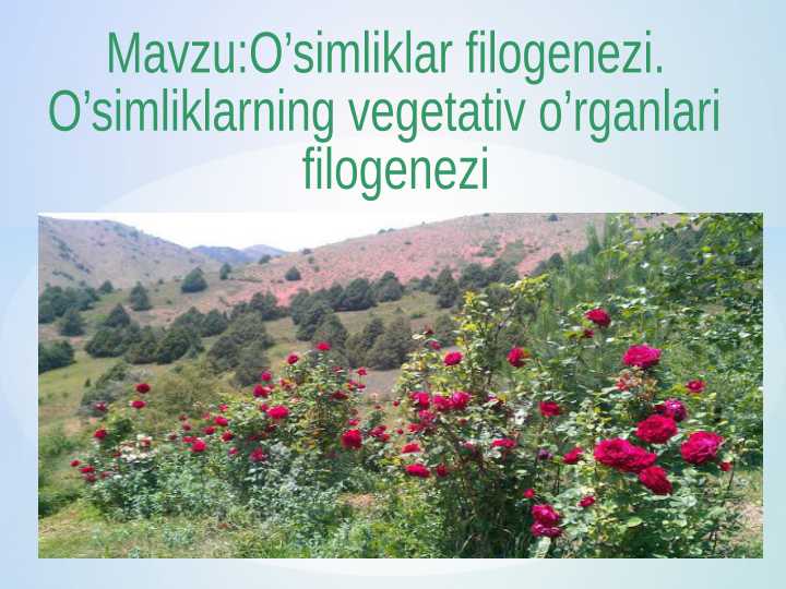 O’simliklar filogenezi. O’simliklarning vegetativ o’rganlari  filogenezi