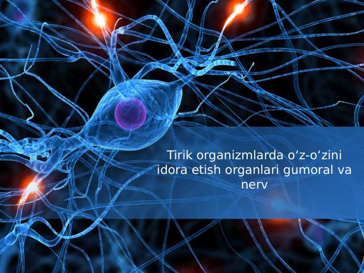 Tirik organizmlarda o‘z-o‘zini idora etish organlari gumoral va nerv