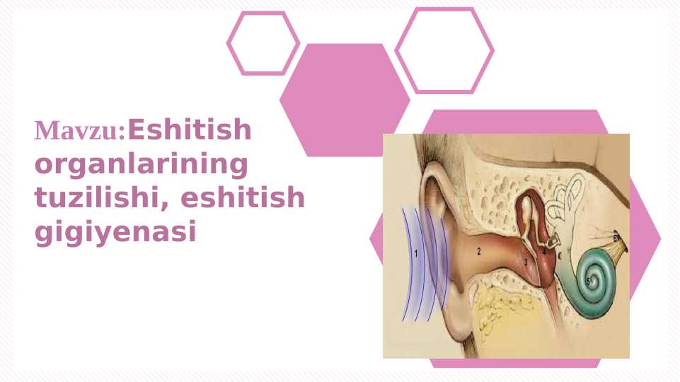 Eshitish organlarining tuzilishi, eshitish gigiyenasi