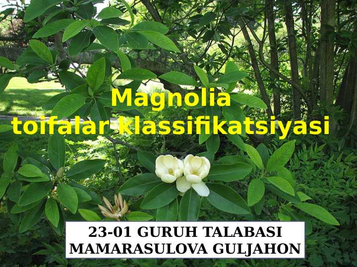 Magnolia Toifalar klassifikatsiyasi