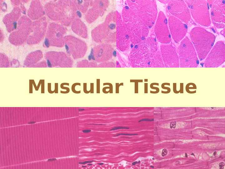 Muscule (English) ppt