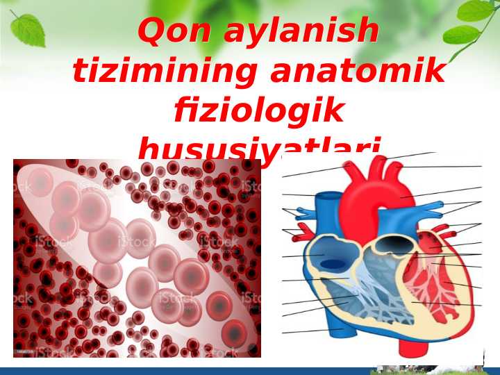 Qon aylanish tizimining anatomik fiziologik hususiyatlari