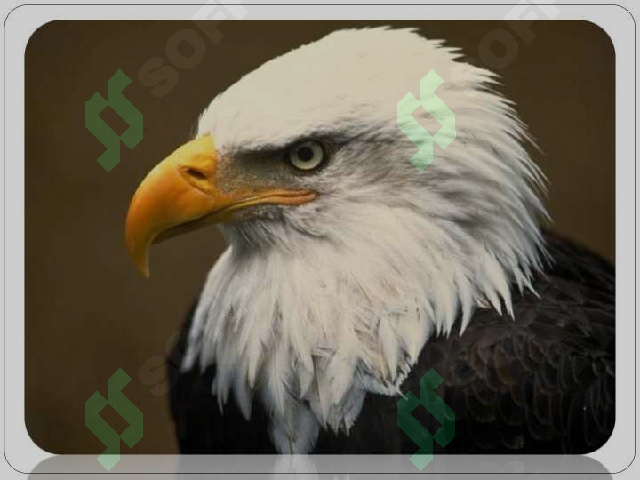 sellerImage