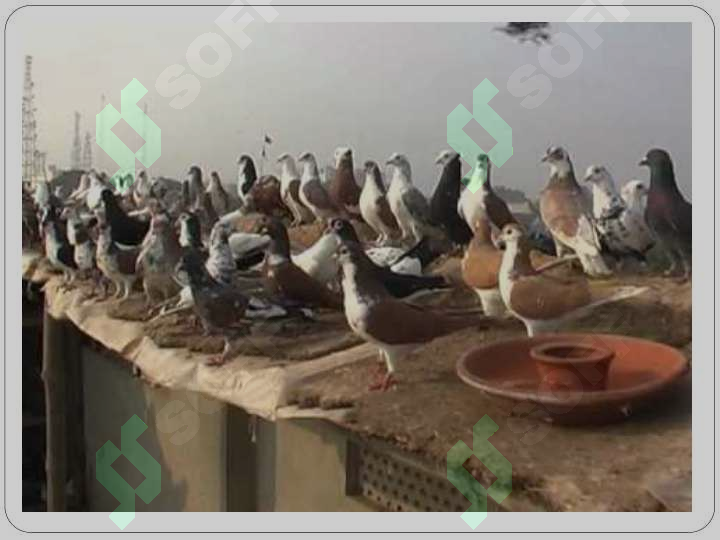 sellerImage