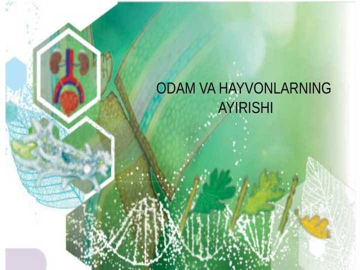 ODAM VA HAYVONLARNING  AYIRISHI