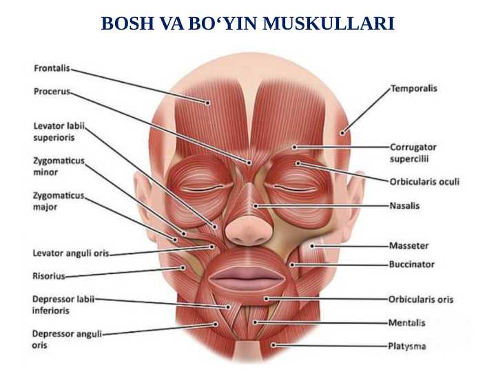 Bosh va boʻyin muskullari