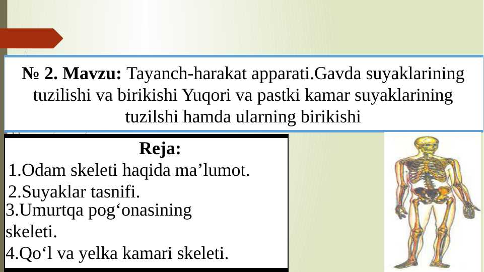 Tayanch-harakat apparati.Gavda suyaklarining tuzilishi va birikishi Yuqori va pastki kamar suyaklarining tuzilshi hamda ularning birikishi (22 betli
