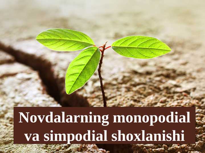 Novdalarning monopodial va simpodial shoxlanishi