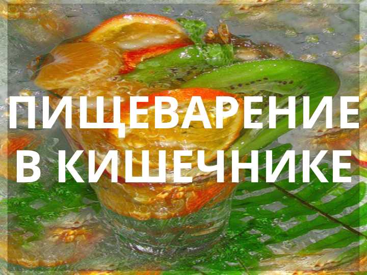 ПИЩЕВАРЕНИЕ В КИШЕЧНИКЕ