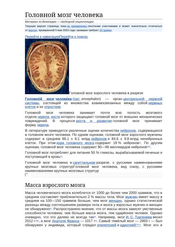 Головной мозг человека
