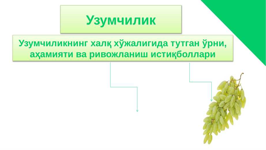 UZUMCHILIKNING XALQ XO`JALIGIDA TUTGAN O`RNI AHAMIYATI VA RIVOJLANISH ISTIQBOLLARI