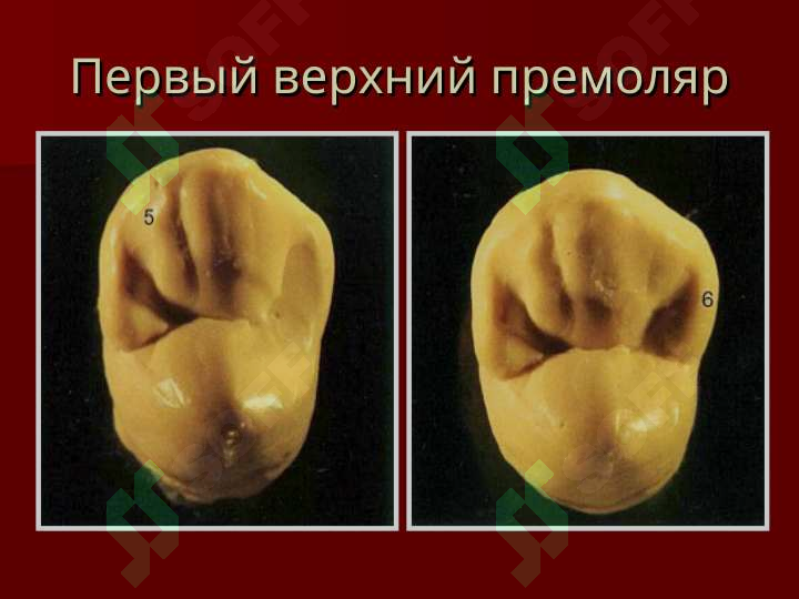 sellerImage
