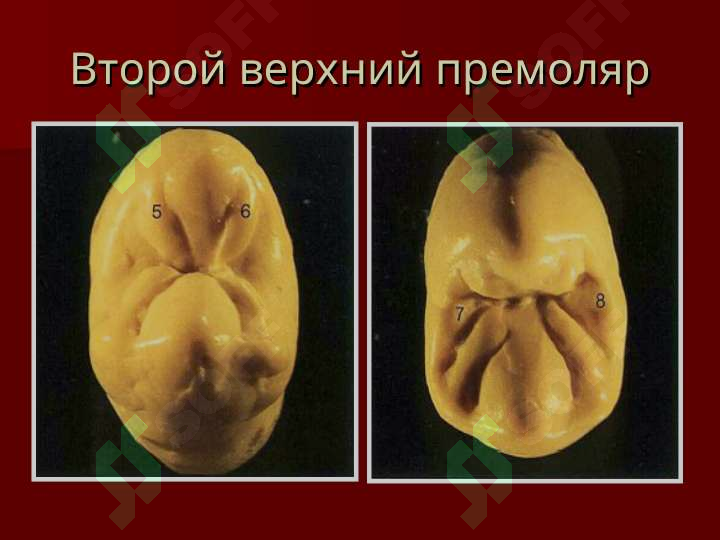 sellerImage