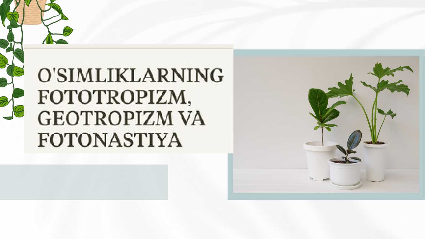 O'SIMLIKLARNING  FOTOTROPIIL, FOTONASTIYA  GEOTROPIZM VA